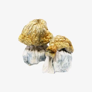 Avalanche Magic Mushrooms