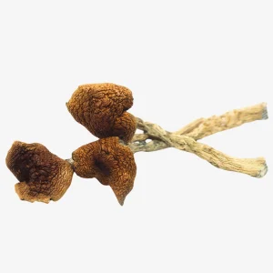 B+ Magic Mushrooms