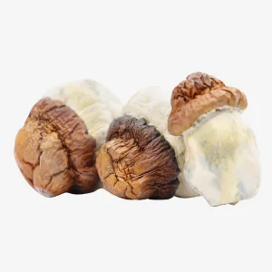 Code Blue Magic Mushrooms