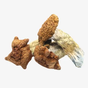 King Kong Magic Mushrooms