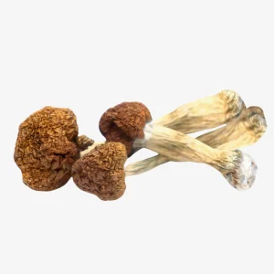 Vietnamese Magic Mushrooms